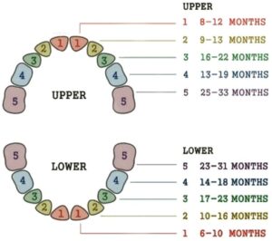 Adults have 28 permanent teeth, or up to 32 including the third molars (or wisdom teeth).